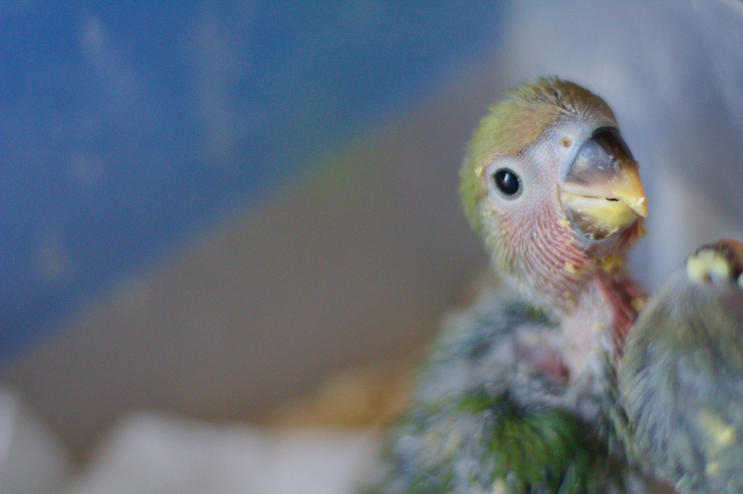 Qué Comen Los Bebés Loros